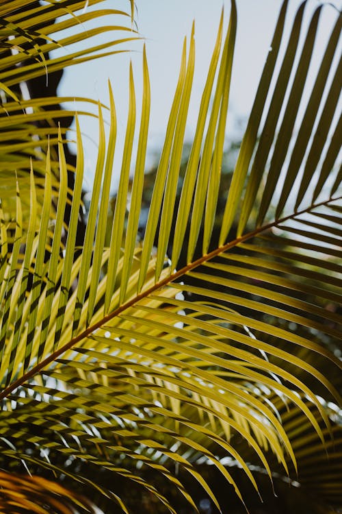 Palm Leaves in Sunlight 