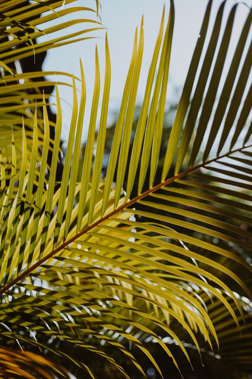 Free Vibrant tropical palm leaves with bright sunlight in a summer setting. Stock Photo
