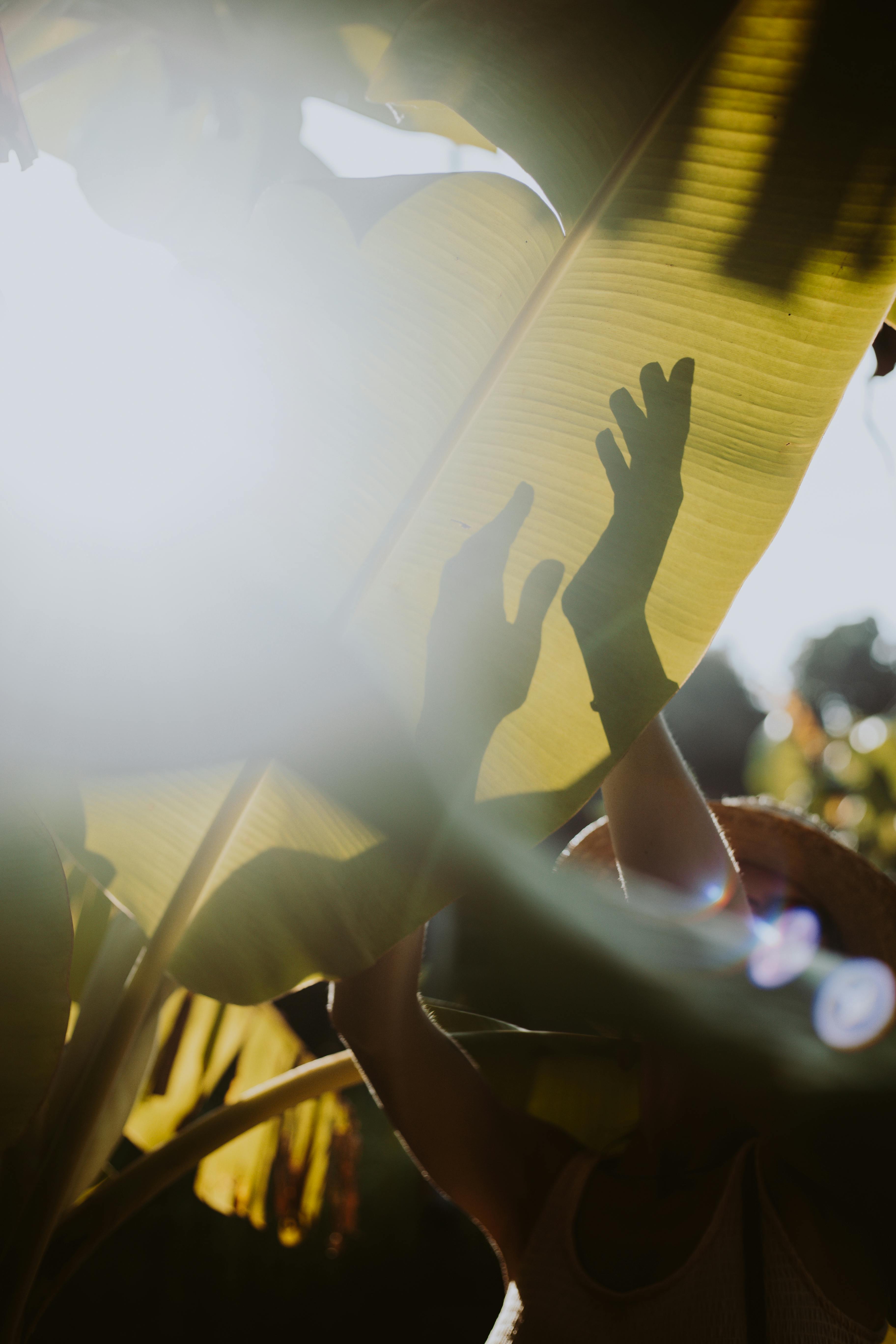 阳光明媚的热带树叶间，剪影般的双手穿过，捕捉自然的互动