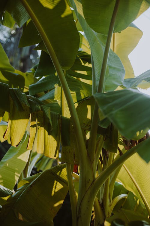 Kostenloses Stock Foto zu banane, blätter, ferien