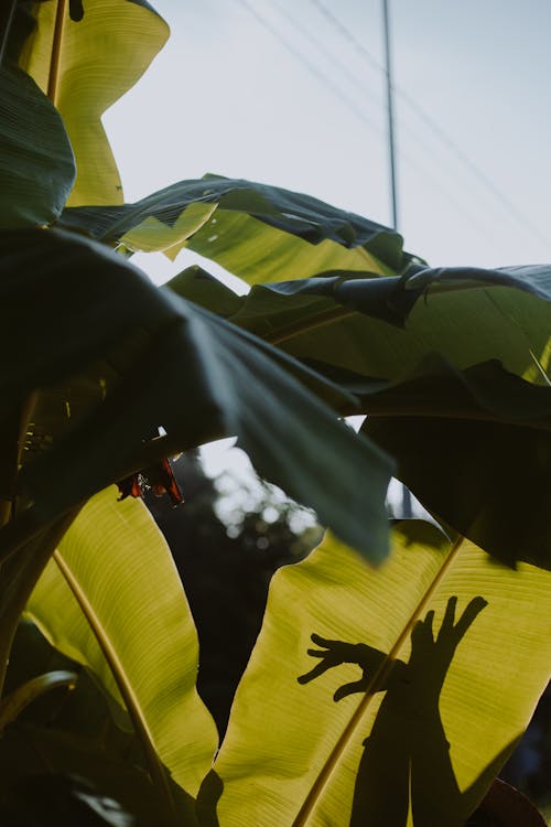 Banana Leaves in Sunlight 