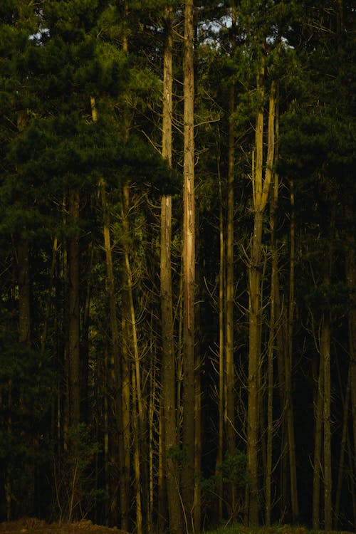 Ilmainen kuvapankkikuva tunnisteilla korkea, metsä, oksat