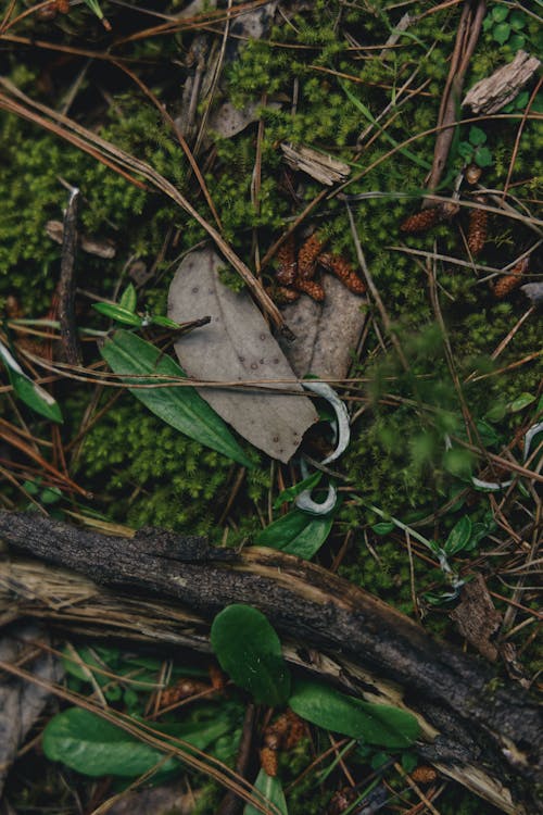 Withered Leaves on Green Grass with Green Leaves