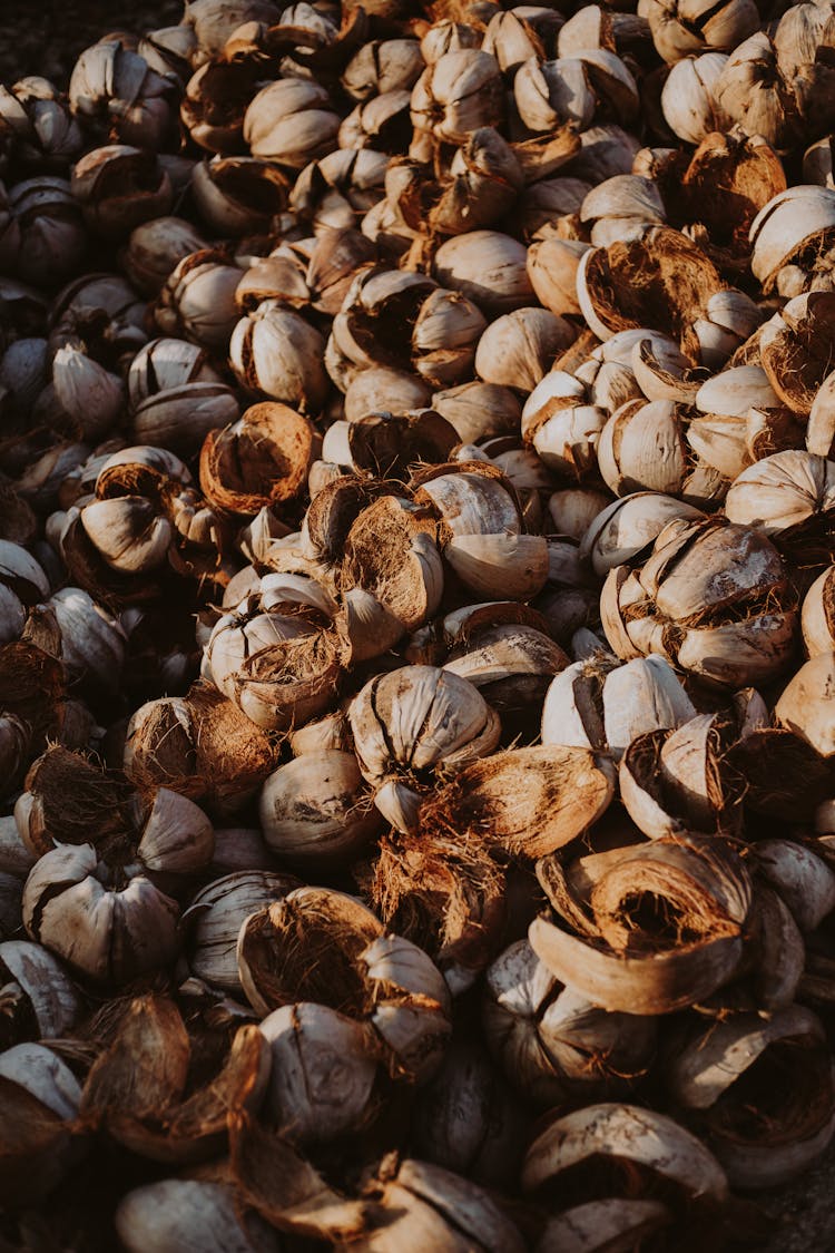 Brown Coconut On The Ground