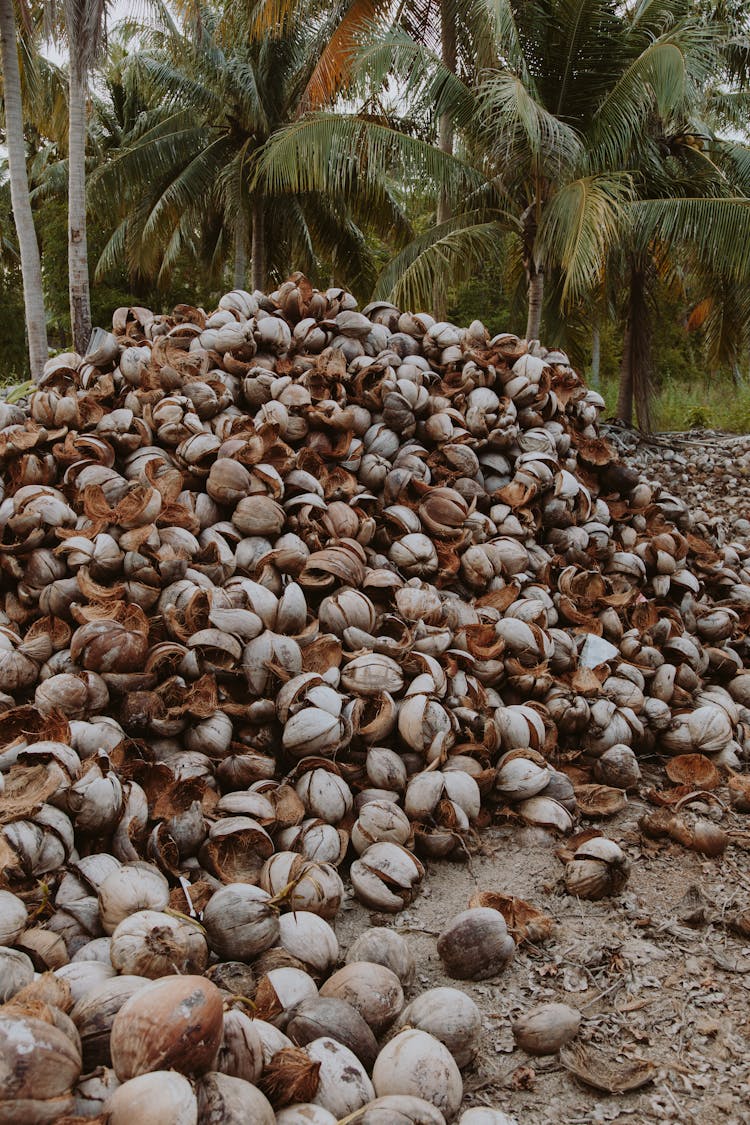 Brown Coconut Husk On The Grouond