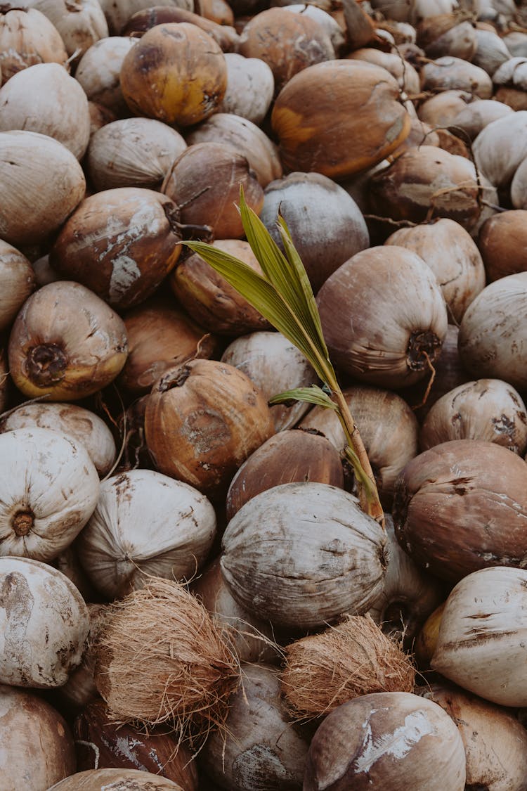 Brown Coconut Fruits On The Ground