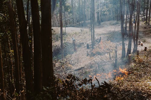 大火, 天性, 性質 的 免費圖庫相片