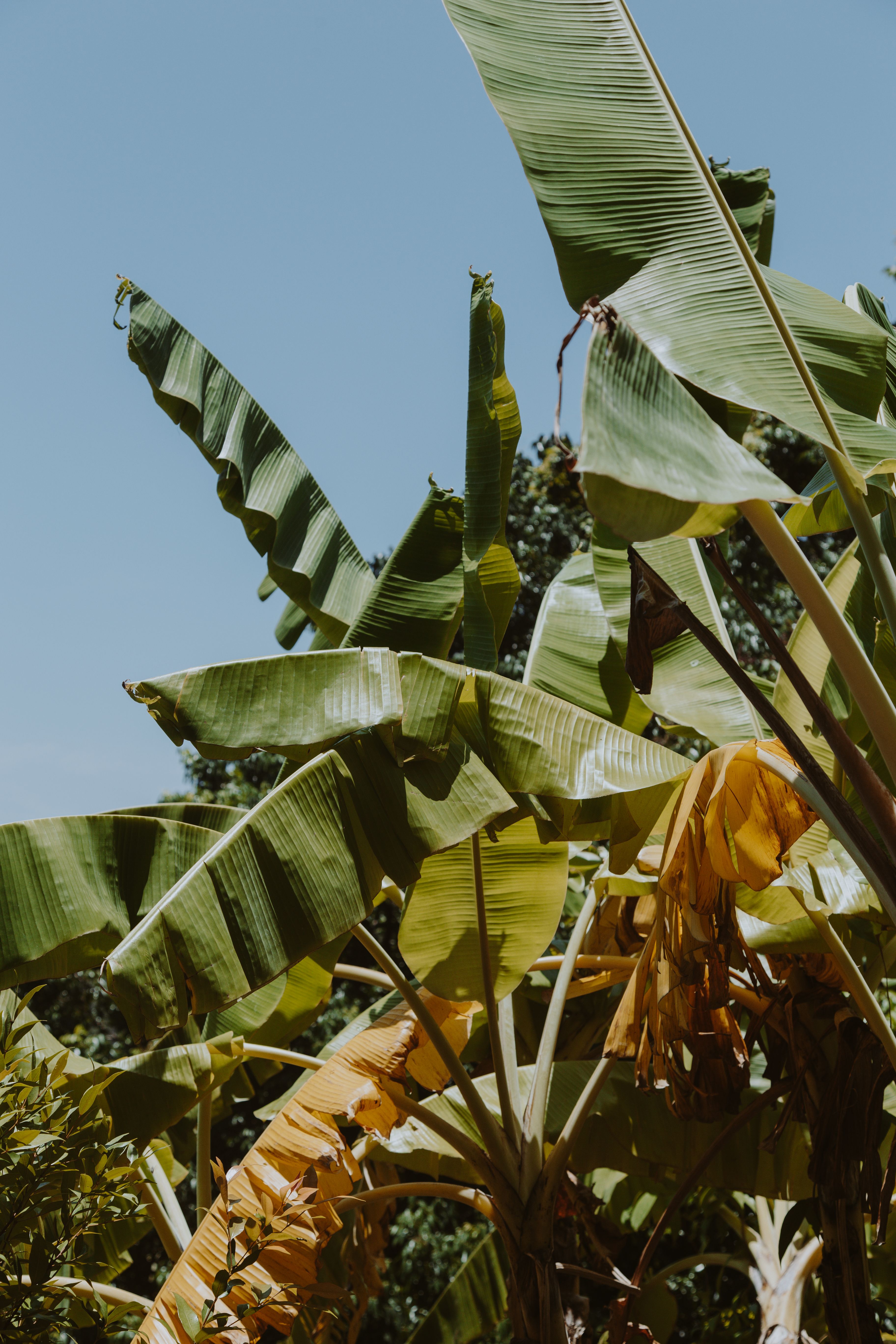 Gratis stockfoto met bananenbladeren, bananenboom, bananenplant Stockfoto