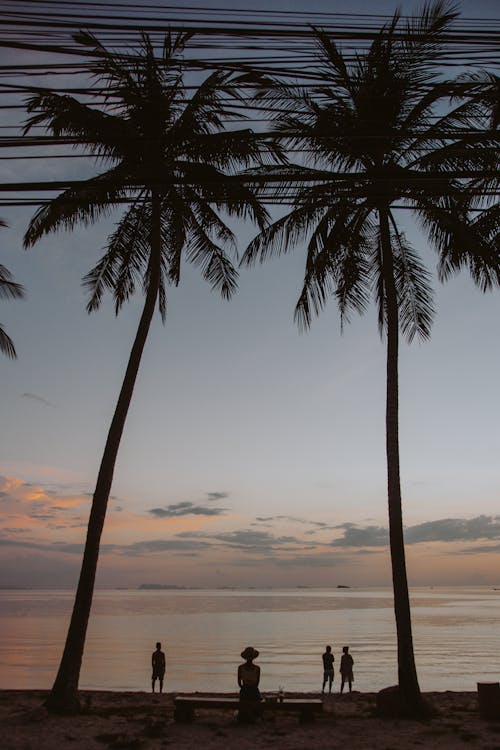 Photos gratuites de arbres, bord de mer, climat tropical