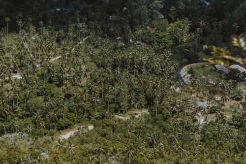 Free Aerial view of a vibrant coconut grove in a tropical region, ideal for travel and nature themes. Stock Photo