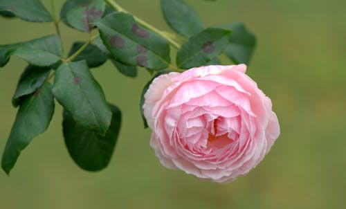 Pink Rose in Bloom