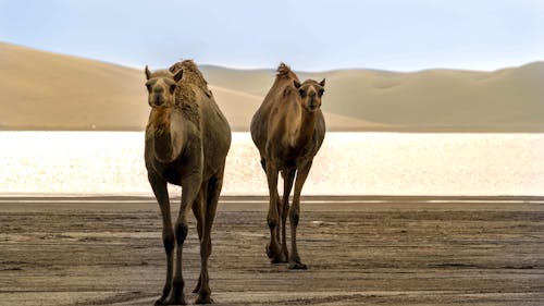 çöl, develer, hayvan içeren Ücretsiz stok fotoğraf