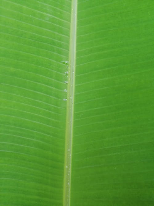 Close-up of a Green Leaf Structure
