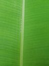 Green Leaf in Close Up Photography