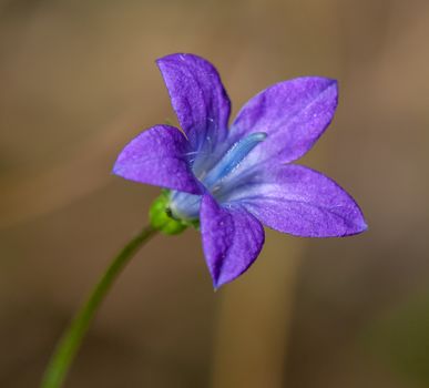 Close Up of Purple Bellflower