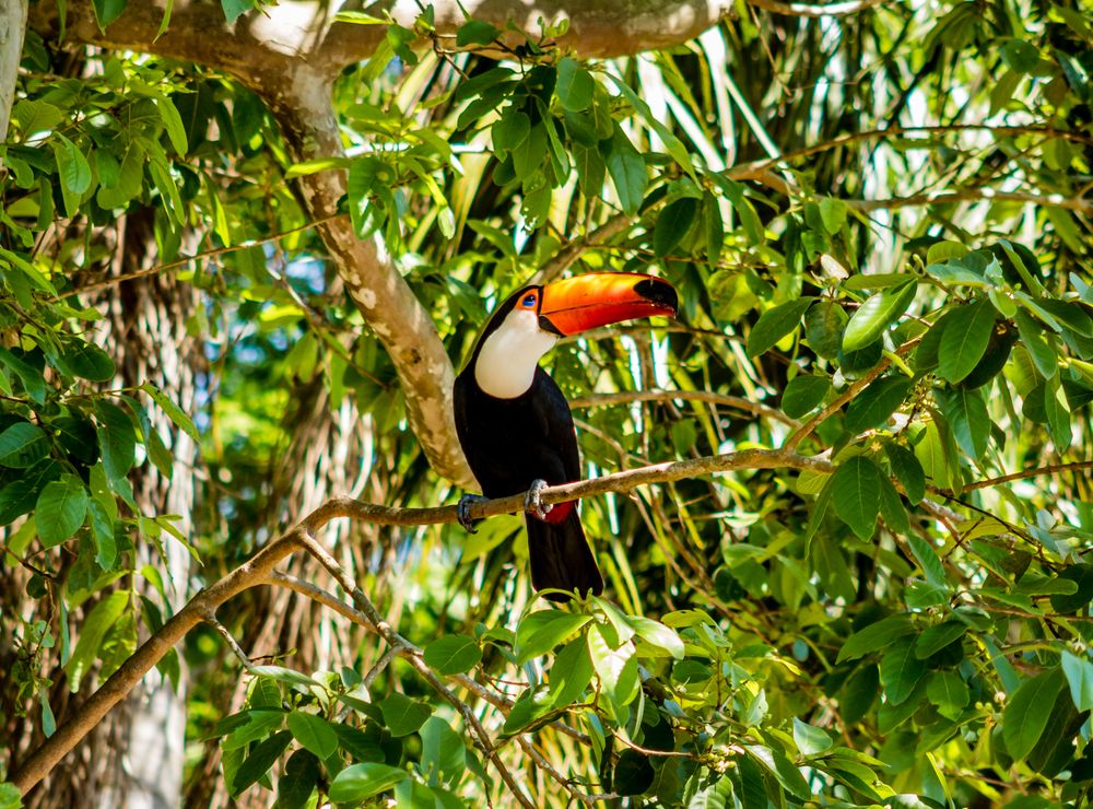 Tucán de pico naranja entre el follaje de la selva amazónica brasileña
