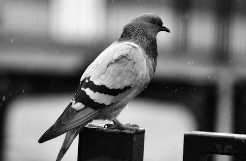 Grayscale Photo of a Bird
