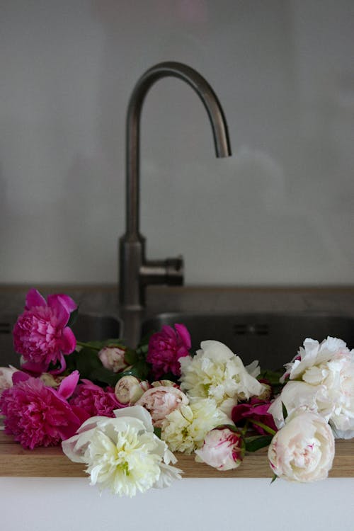Fresh fragrant peony flowers with pink and white petals placed in kitchen basin