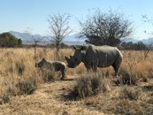 Rhinoceroses Walking on Brown Grassland