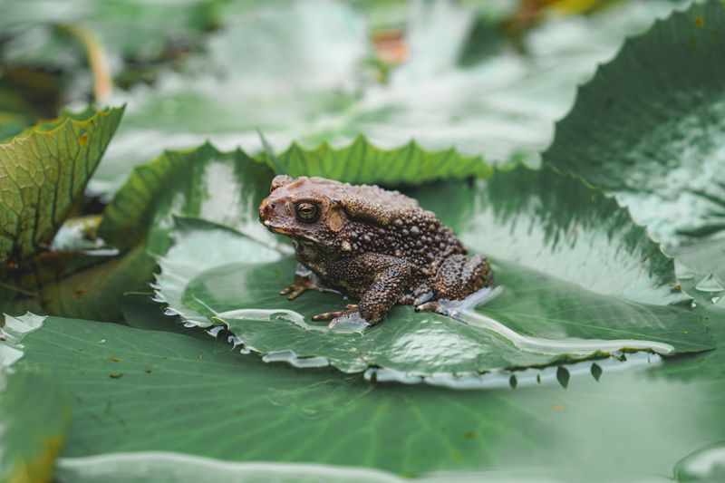A detailed close-up of a frog resting on a wet leaf in a natural outdoor setting.