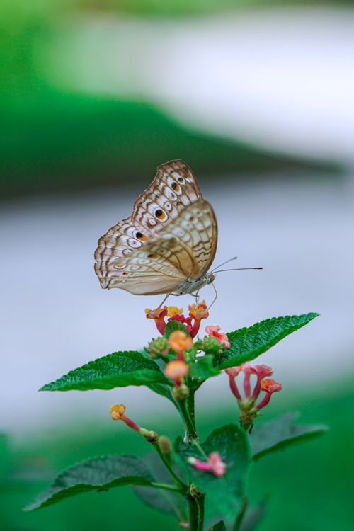 Free Close-up of a stunning butterfly resting on flowers with blurred green background. Stock Photo
