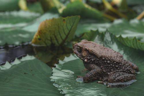 Brown Frog on Green Leaf