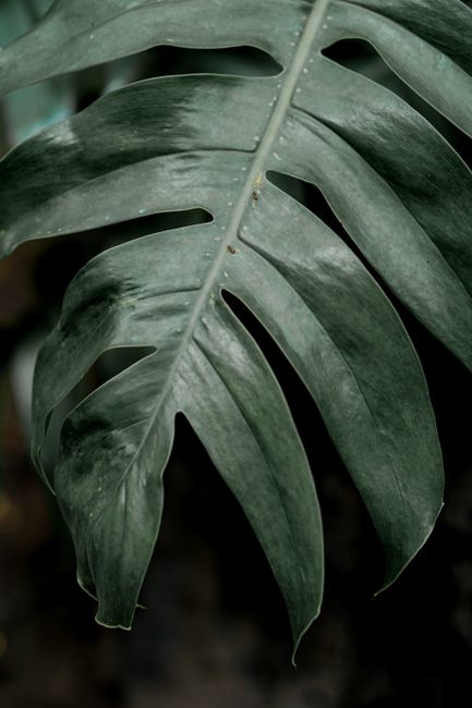 Detailed view of a vibrant Monstera leaf showcasing unique slits and lush green tones.