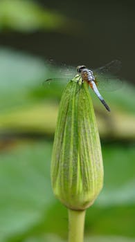 Image by Đặng Thanh Tú