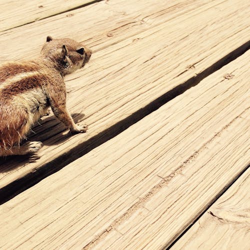 Brown Squirrel on Brown Wooden Surface