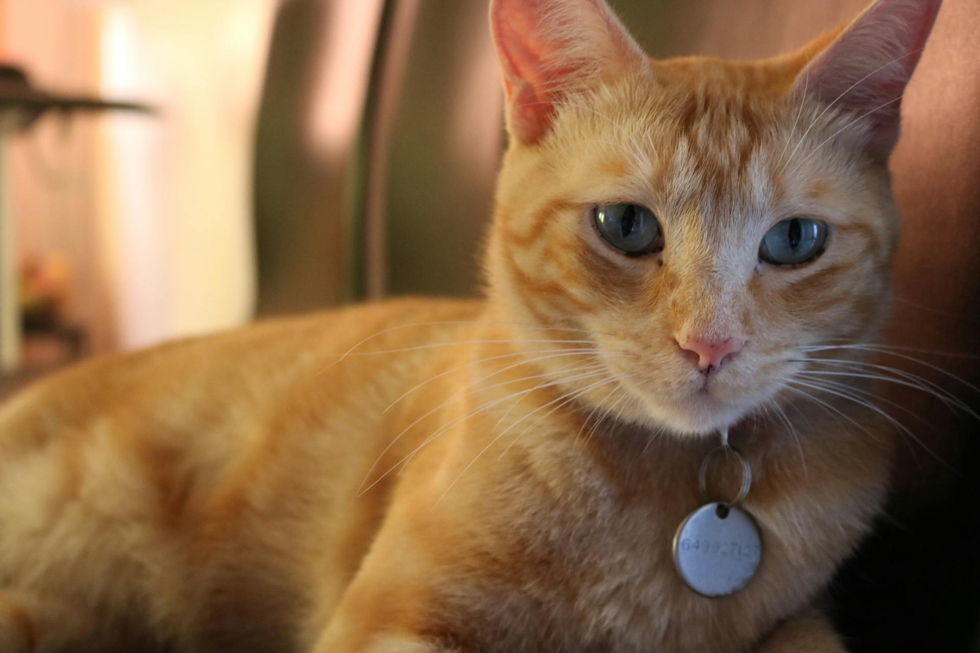 orange cat with blue eyes