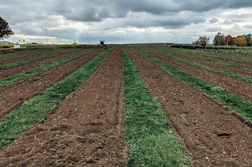 Cropland Under Cloudy Sky 