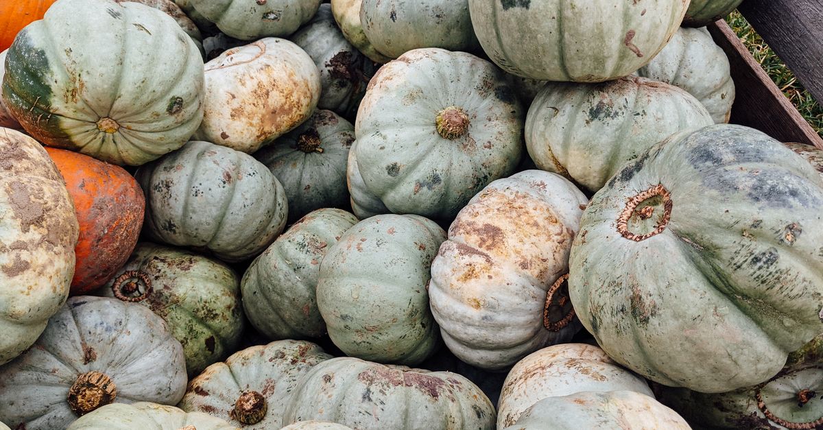 A close-up view of a plentiful green Hubbard squash harvest in fall.