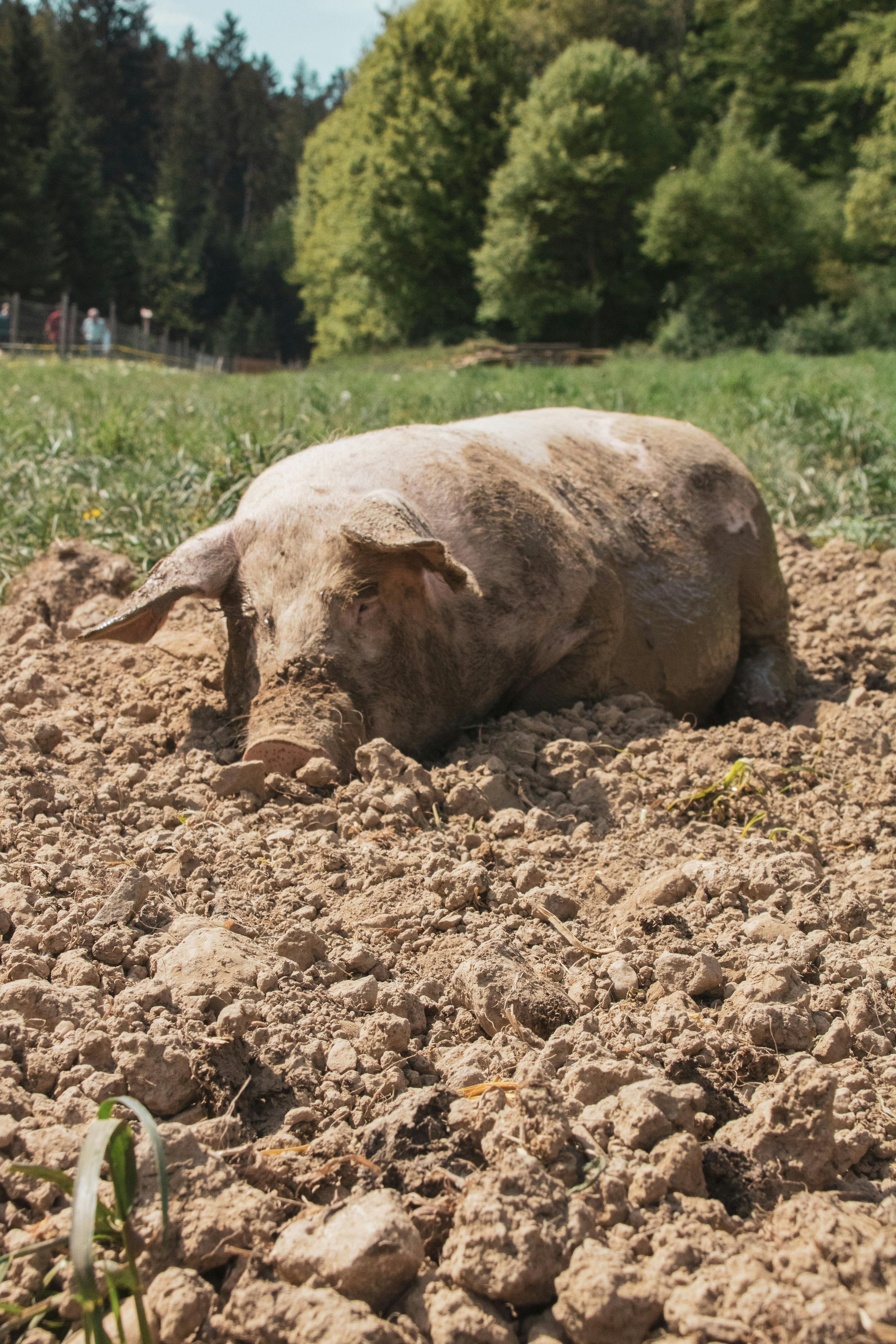 a dirty pig lying on brown soil