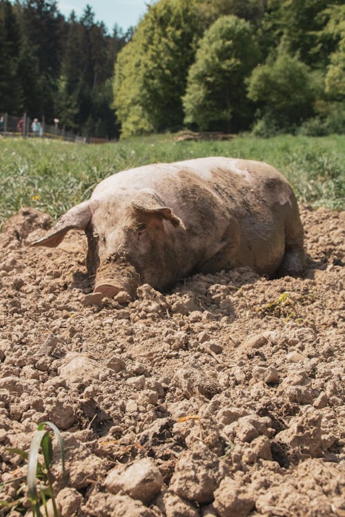 Free A Dirty Pig Lying on Brown Soil Stock Photo