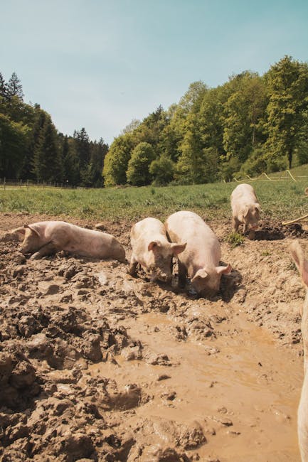 The Muddy Secrets of Staying Cool