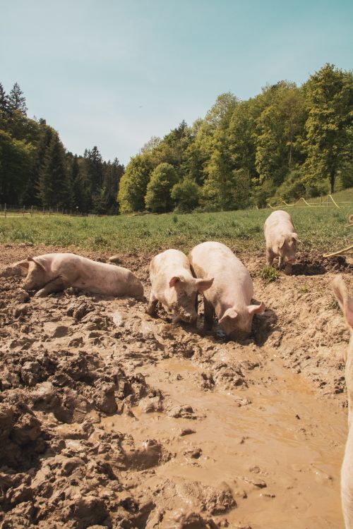 Free White pigs playfully wallowing in mud on a sunny day at a scenic farm. Stock Photo