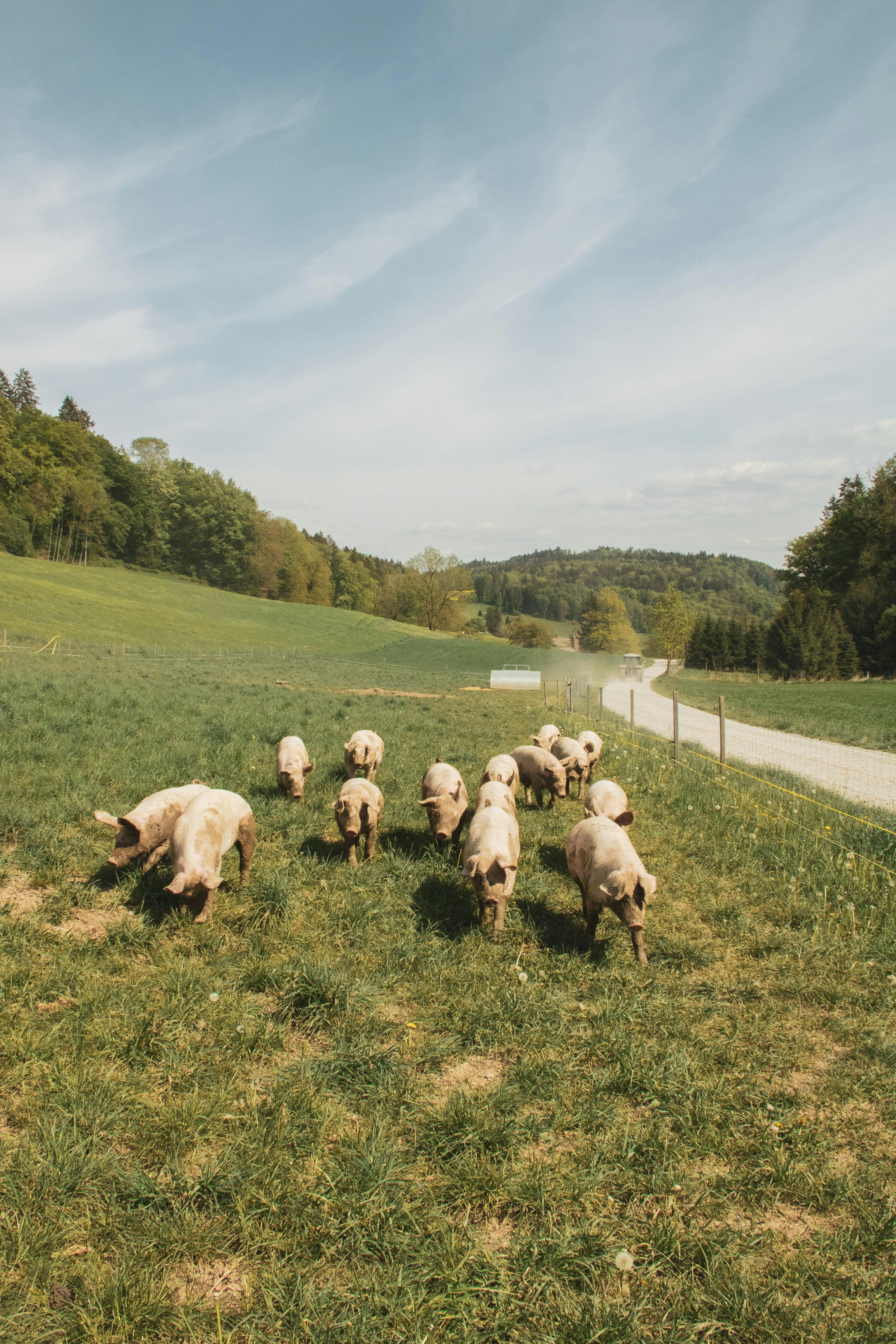 pigs on the grass field