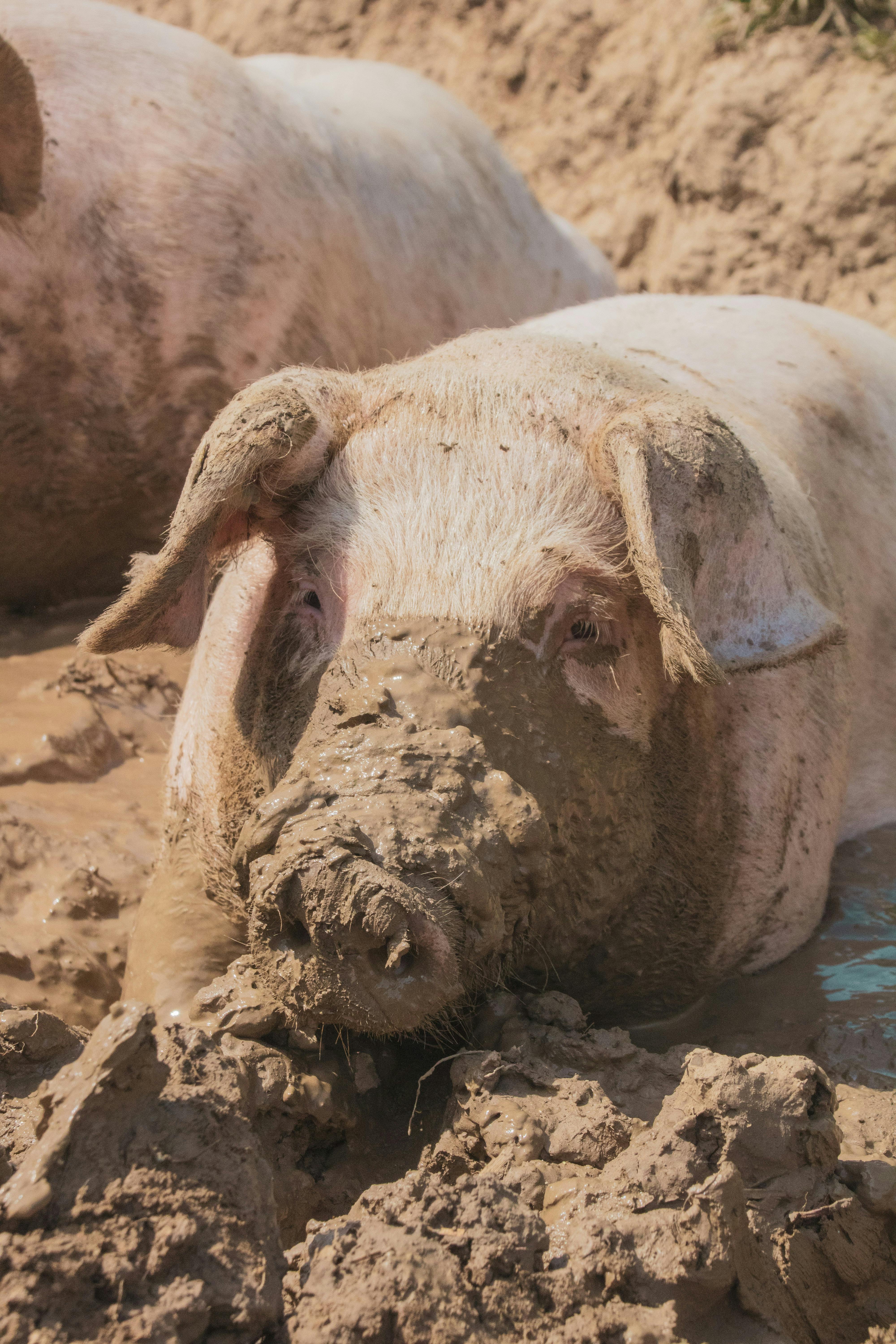 pigs lying on mud
