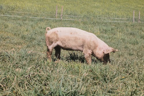 White Pig Eating Green Grass 