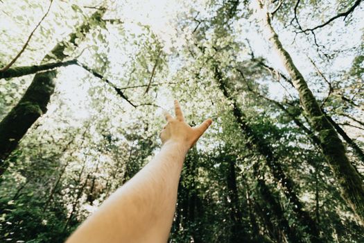 Unrecognizable person raising hand under green foliage of tall trees in woodland in sunlight
