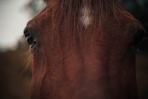 Foto d'estoc gratuïta de animal, bestiar, cabellera