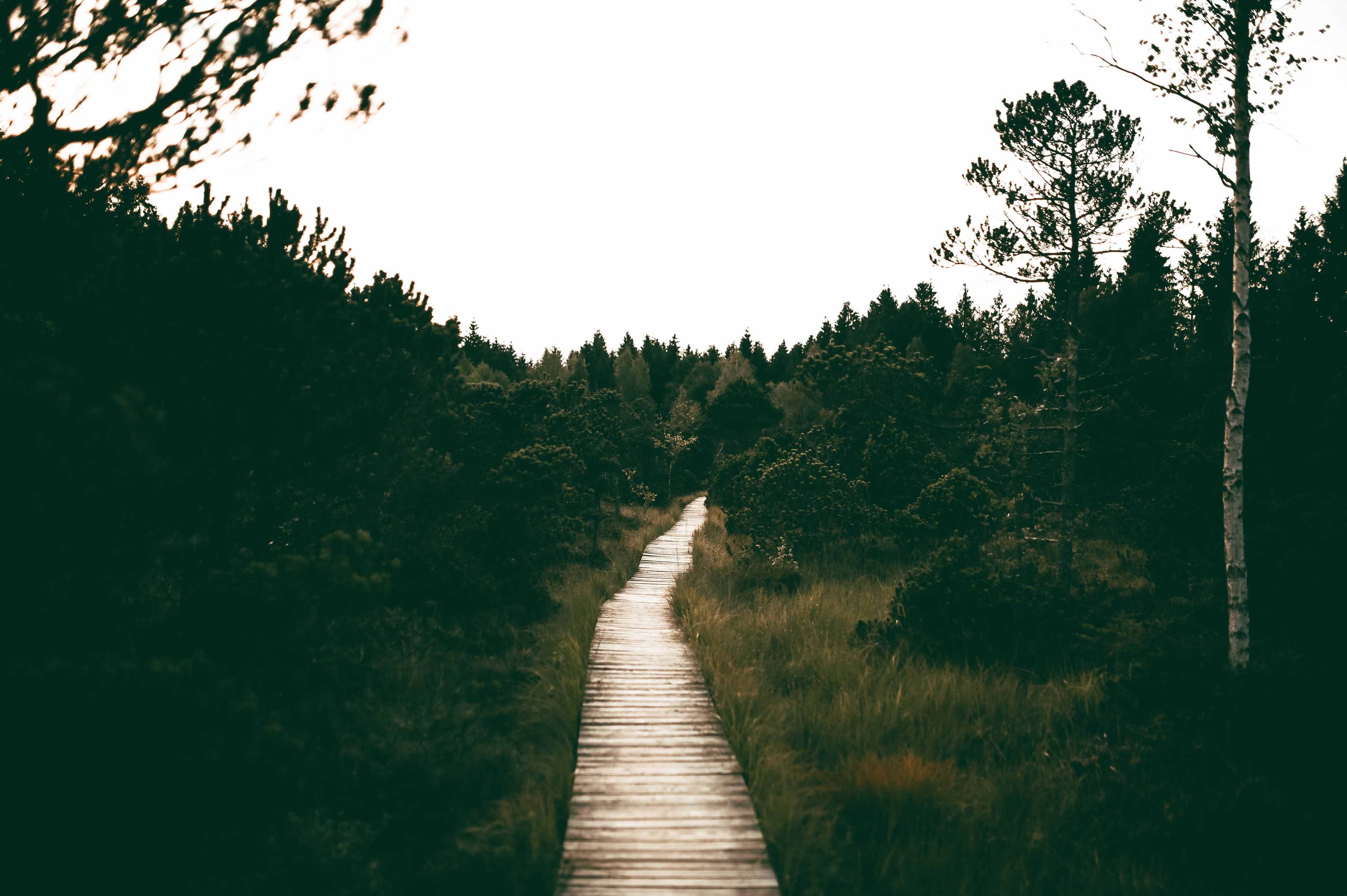 Healthspan White Paper: The Data-Driven Path to Longevity — Photo by Tobi on Pexels