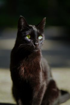 一只黑猫，长着引人注目的绿眼睛，优雅地坐在阳光明媚的户外