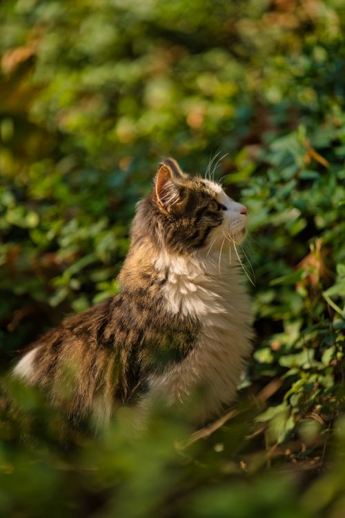 Free Side view of a Persian cat in a vibrant Tehran garden, showcasing its fluffy fur amidst lush greenery. Stock Photo
