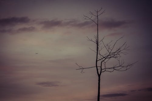 Free stock photo of cloudy sky, sad, tree