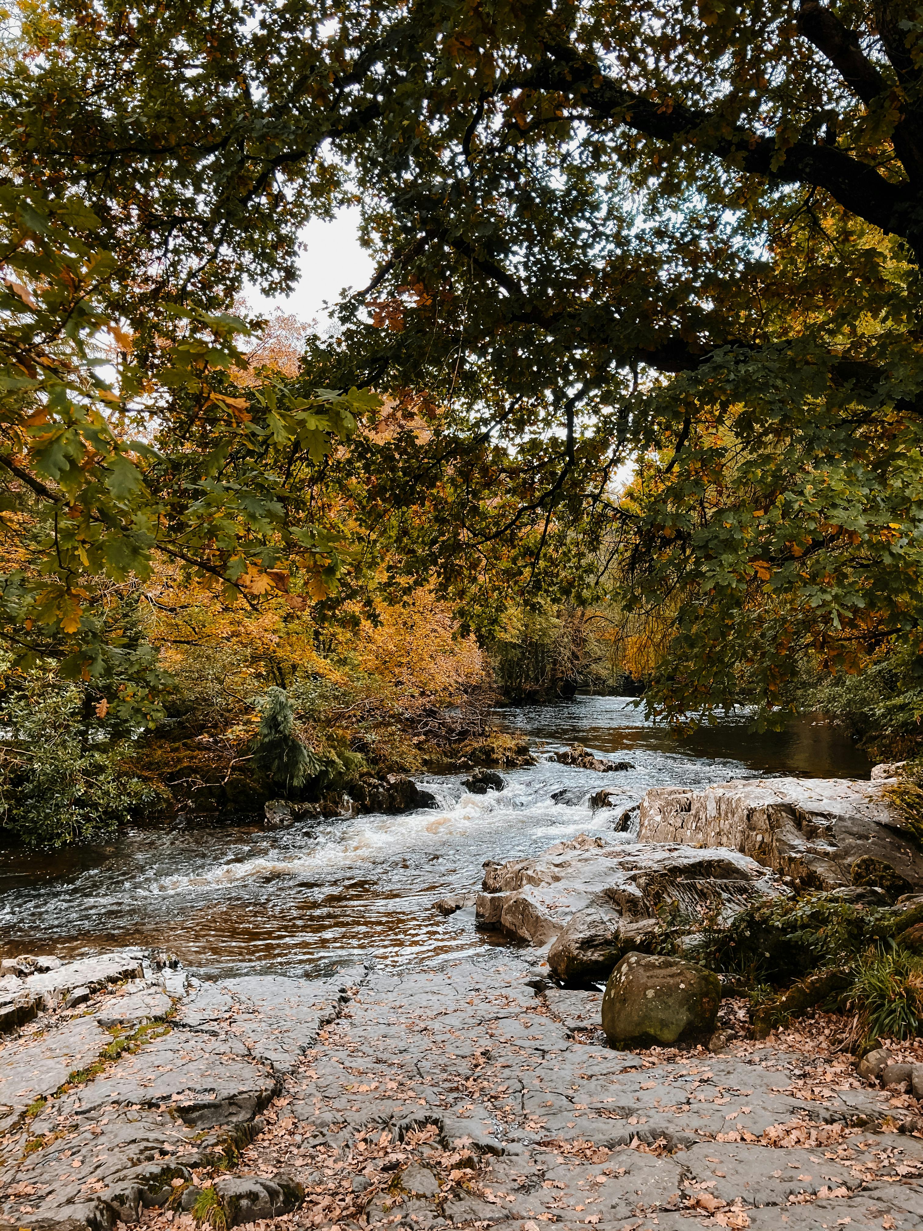 Trees and lush bushes growing on peaceful coast of foamy river with stones in autumn