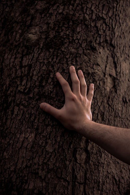 Free Persons Hand Touching A Tree Trunk Stock Photo