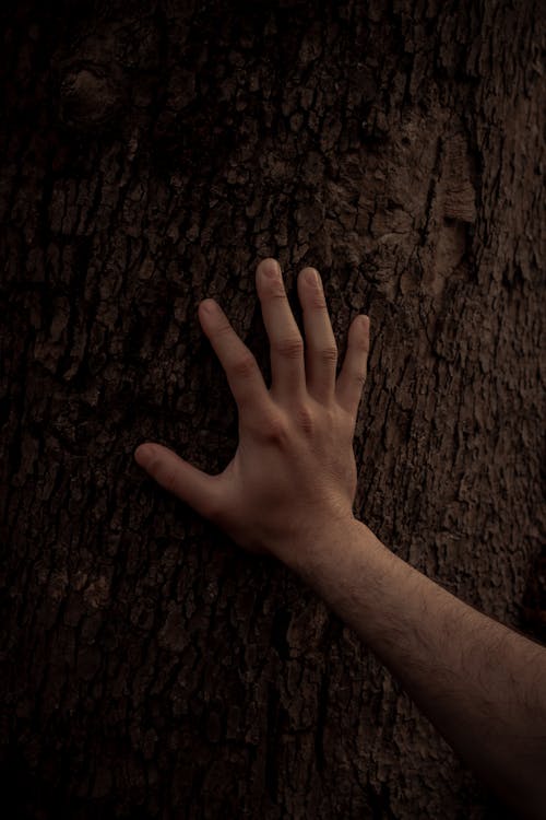 Free Person Touching A Tree Trunk Stock Photo