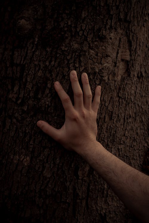 Person Touching A Tree Trunk