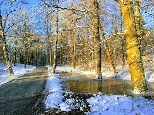 Brown Trees on Snow Covered Ground